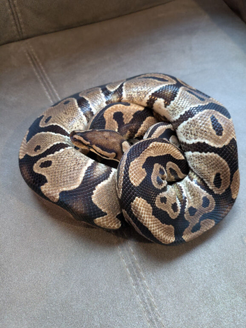 1.1 pair th albino clown pied