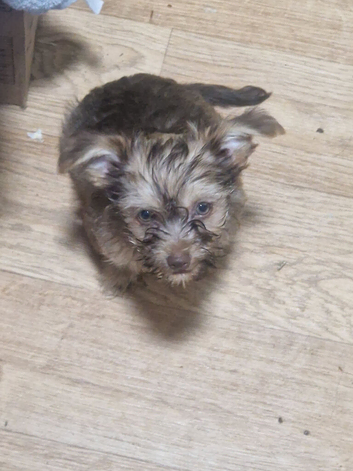 2 10 week old chorkie pups female