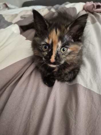 3 home rising kittens need new home