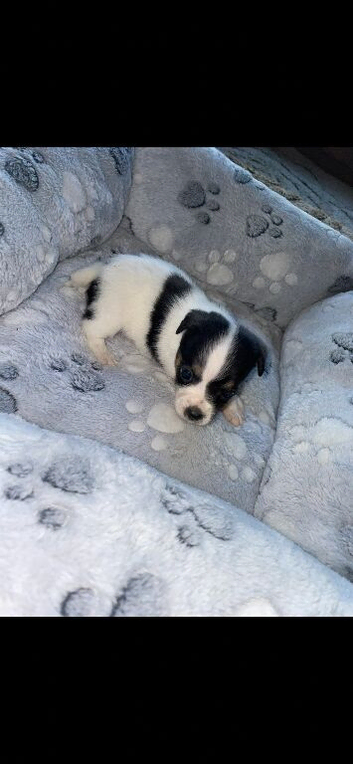 Adorable Jack Russell puppies