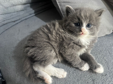 2 beautiful kittens