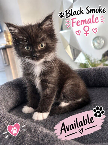 pure maine coon kittens