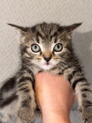 Kittens for re home