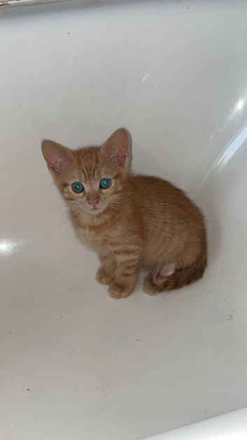 Ginger little boy