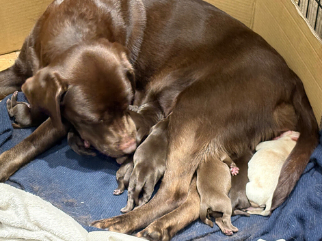 Choc lab pups