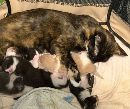 Kittens