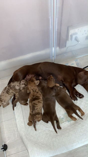 Miniature dachshund