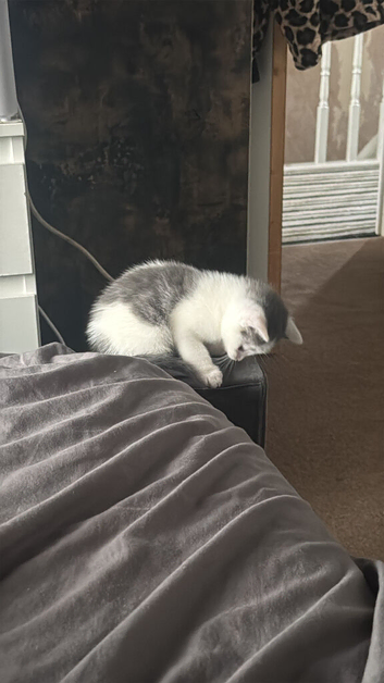 Four loving kitten
