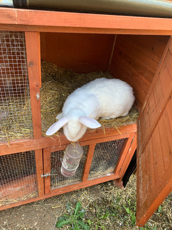Huge Flemish Giant Female