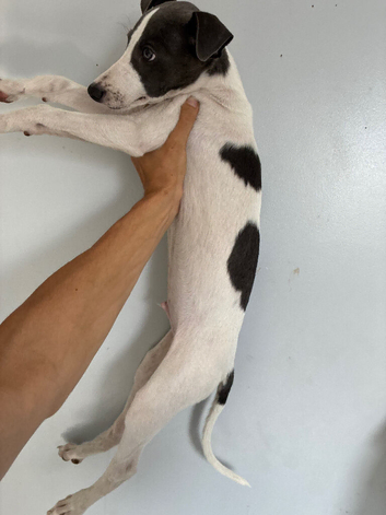 Whippet pup