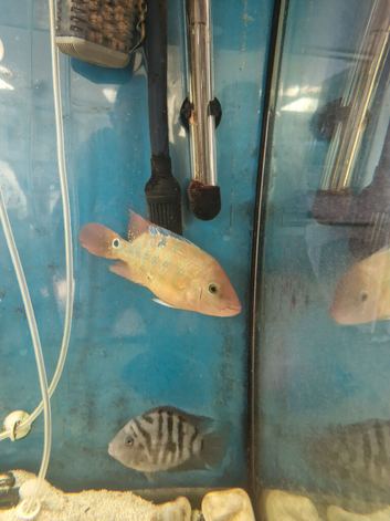 Fish for sale