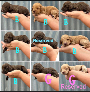 9 beautiful cockapoo puppies