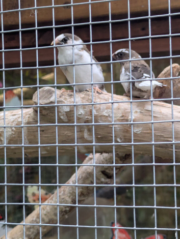 Pair of chocolate young bengelese finch