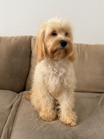 5 months old cockapoo girl