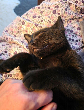 Missing black kitten from Praa Sands Cornwall