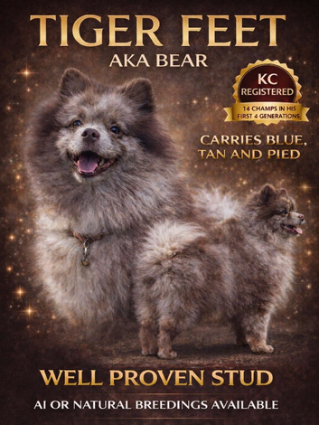 Tiger Feet chocolate merle Kc reg Pom Stud