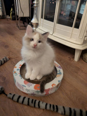 Ragdoll kittens ready now