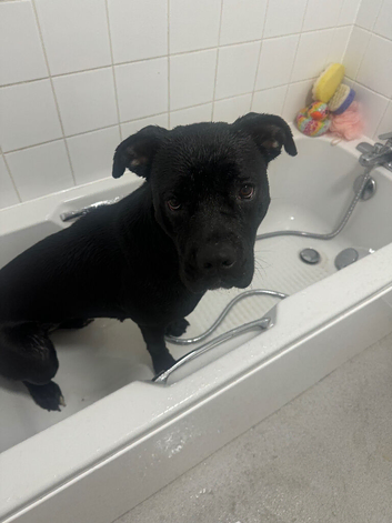 15 month cane corso