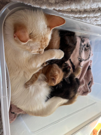 Ragdoll cross babies ready 20/8