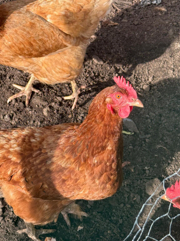 Egg laying chickens fir sale in partington