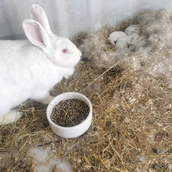 New Zealand rabbits