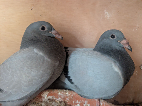 8 young Racing Pigeons