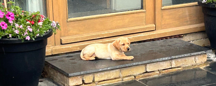 Beautiful litter of yellow labradors