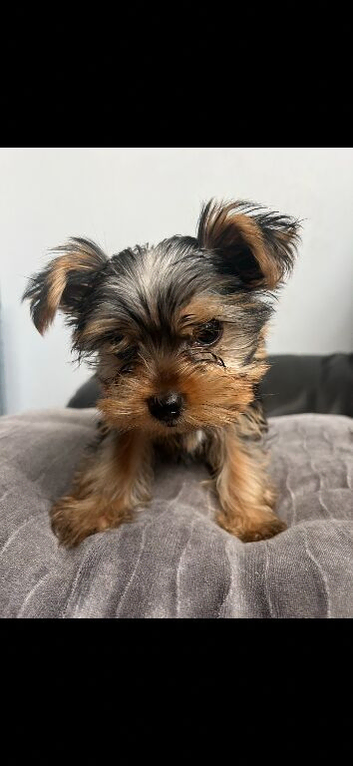 Yorkshire Terrier puppy 1 boy left