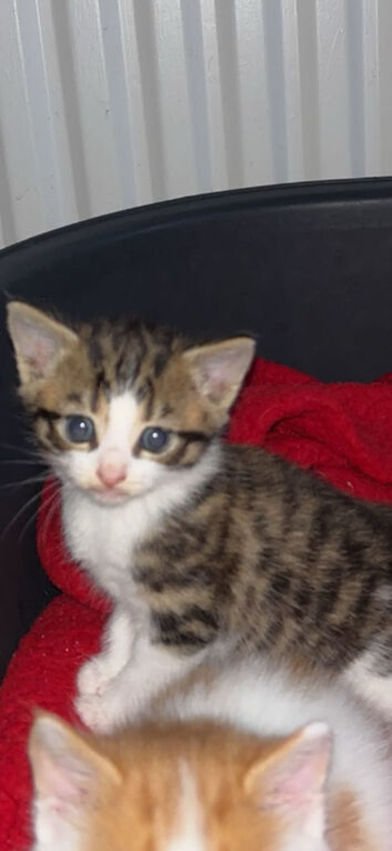 Female kitten