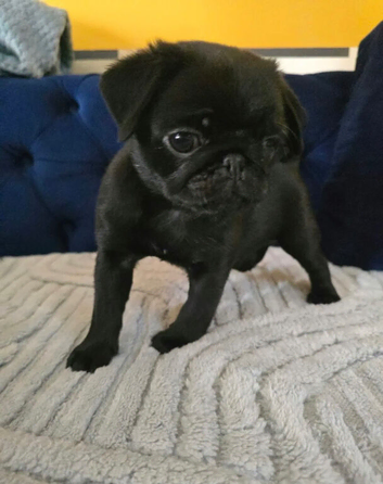 Beautiful and healthy KC registered pug puppies