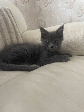 Maine Coon x Ragdoll Solid Grey Kitten