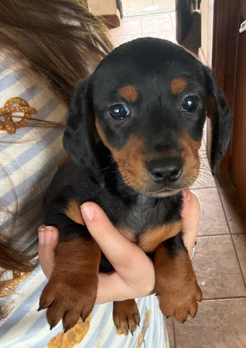 Beautiful Black and Tan puppy