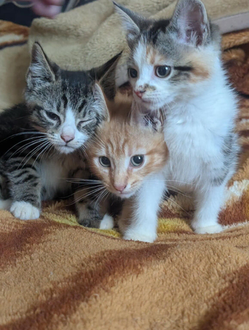 Three beautiful kittens for sale.