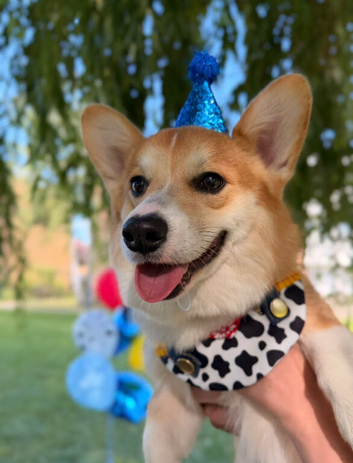 KC Registered Pembroke Welsh Corgi Stud Available