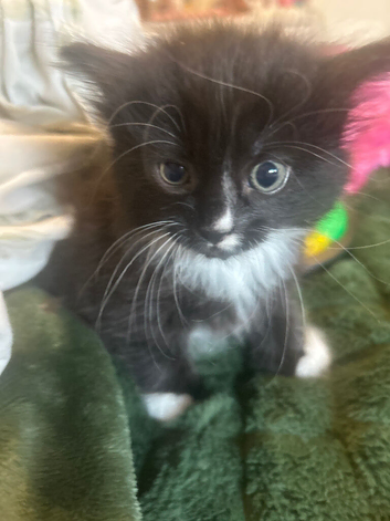 1 gorgeous black and white boy for sale