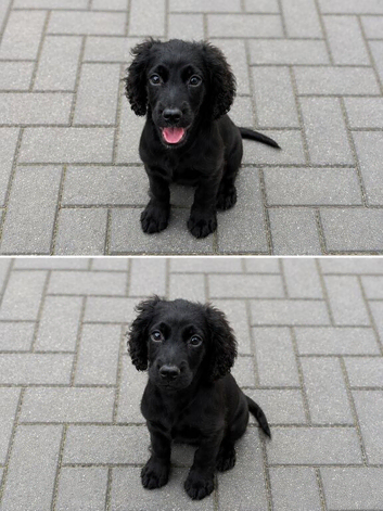 working cocker spaniel puppies