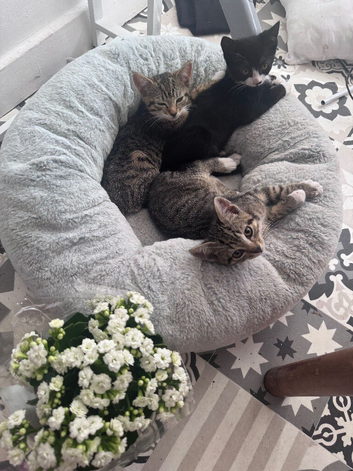 Cats
