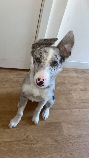 Rehome Bambi