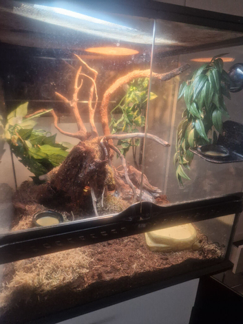 Crested gecko