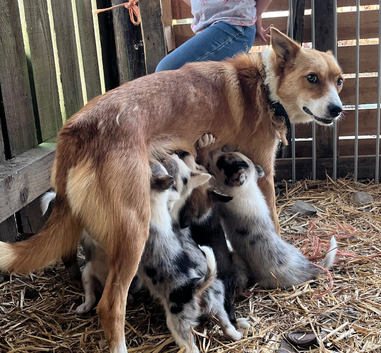Merle collies for sale