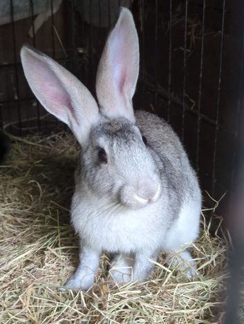 Gorgeous chinchilla hares