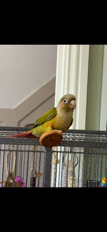 Conure parrot