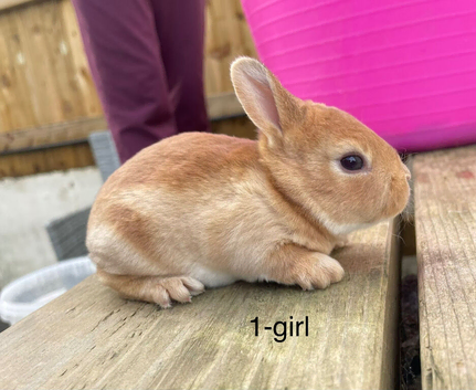 ️ Gorgeous mini Rex ️