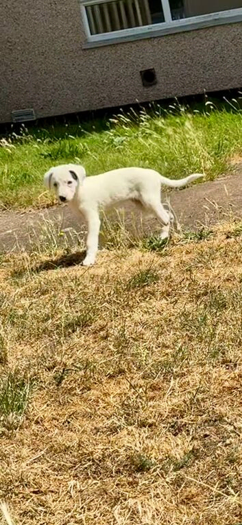 Top bred beddy whip grey dog pup travelled 10 hours for him