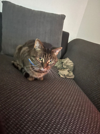 Two tabby cats for rehome both six years old