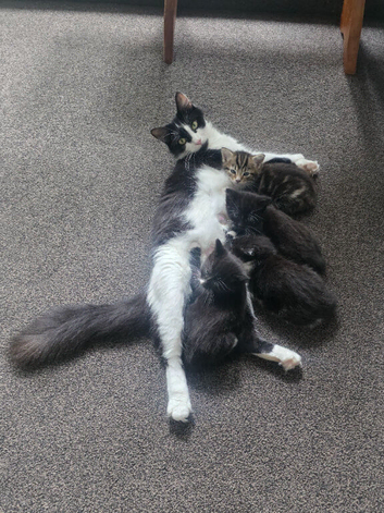 4 kittens for rehoming after being dumped with mum