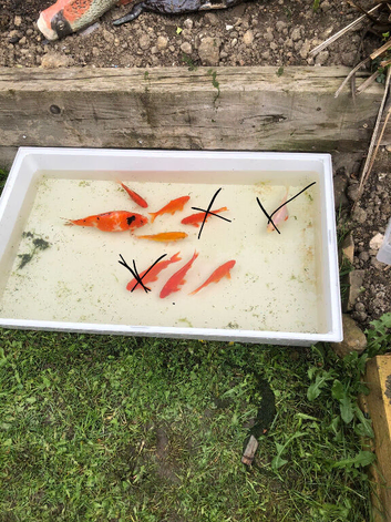 Selling my six goldfish