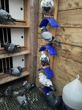 Racing pigeons
