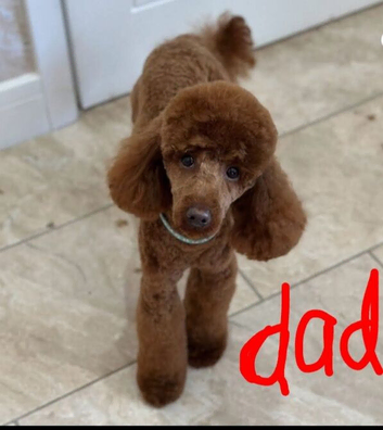 Cockapoo
