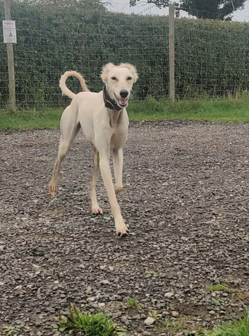 Beautiful cream 3 year old bitch (intact)